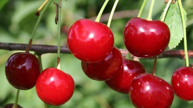 9 диковинных плодовых деревьев и кустарников для вашего сада 