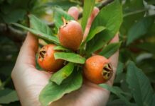 9 диковинных плодовых деревьев и кустарников для вашего сада