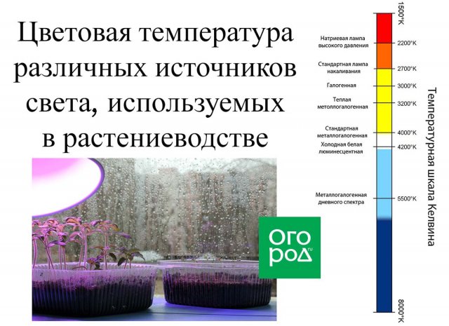 Как, когда и сколько досвечивать рассаду и нужно ли это вообще 