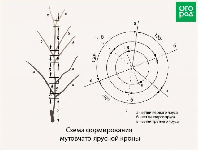 Как обрезать плодовые деревья – все о видах крон и их формировании (в cхемах) 