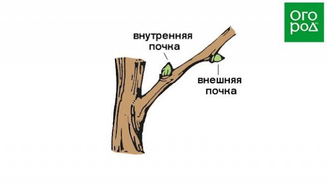 Как обрезать плодовые деревья – все о видах крон и их формировании (в cхемах) 