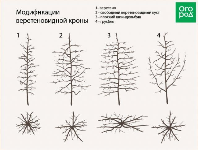 Как обрезать плодовые деревья – все о видах крон и их формировании (в cхемах) 