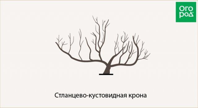 Как обрезать плодовые деревья – все о видах крон и их формировании (в cхемах) 