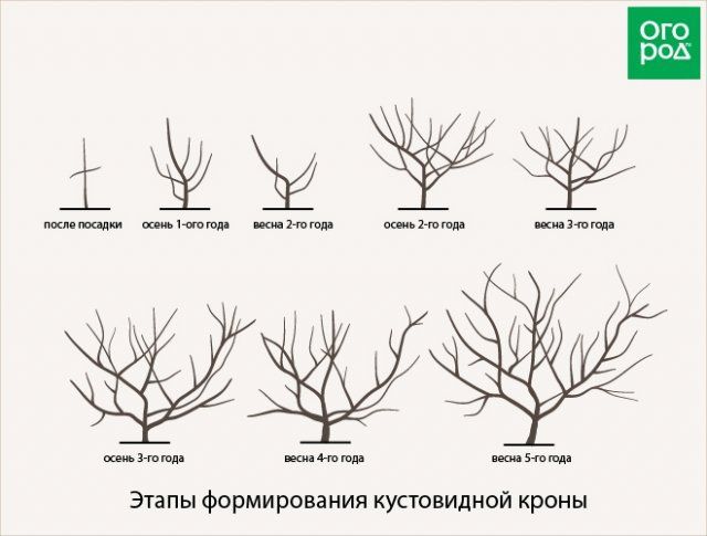Как обрезать плодовые деревья – все о видах крон и их формировании (в cхемах) 