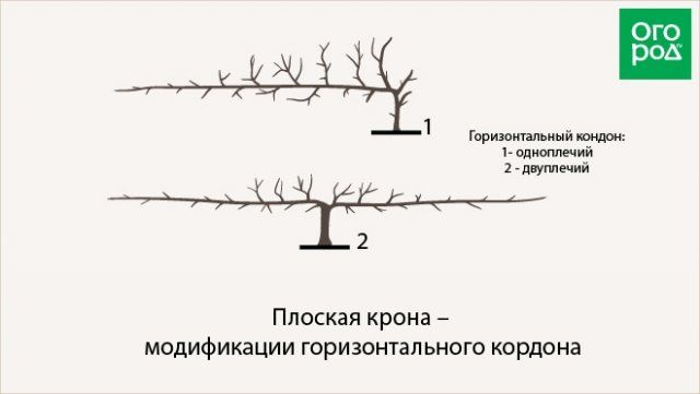 Как обрезать плодовые деревья – все о видах крон и их формировании (в cхемах) 