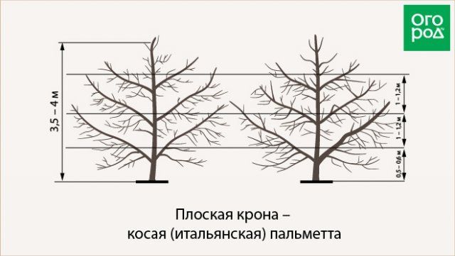 Как обрезать плодовые деревья – все о видах крон и их формировании (в cхемах) 