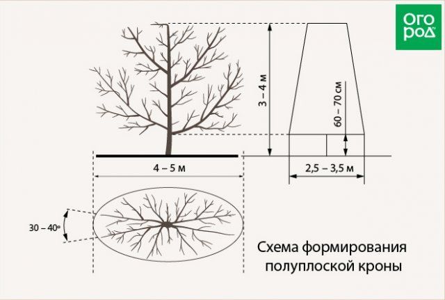 Как обрезать плодовые деревья – все о видах крон и их формировании (в cхемах) 