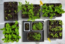 Как оживить просроченные семена цветов: три простых способа