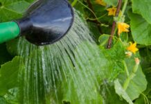 Как правильно поливать растения в огороде – советы для увеличения урожая