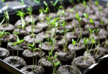 Как притормозить рост рассады на подоконнике