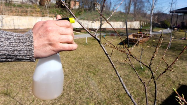 Как ухаживать за сливой весной – 5 обязательных процедур 