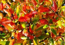 Как вырастить кизильник: неприхотливые виды, уход и размножение