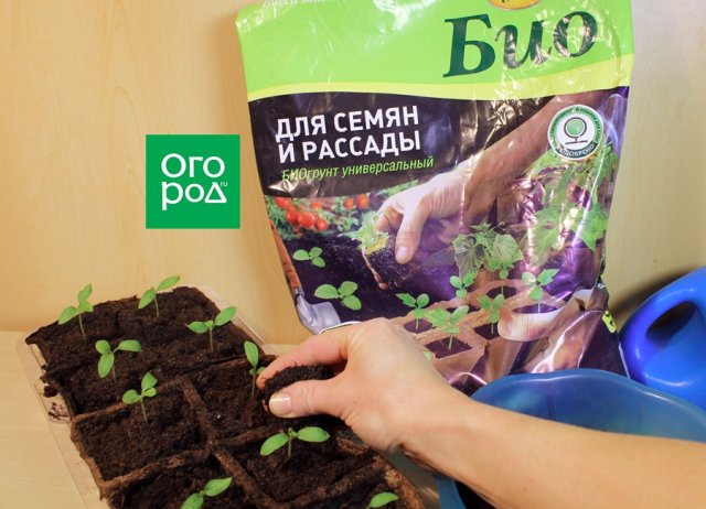 Как вырастить рассаду баклажанов – пошаговый мастер-класс с фото 