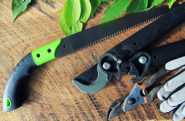 Когда обрезать деревья и кусты весной, чтобы не потерять урожай 