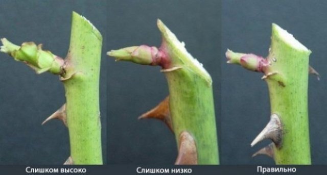 Обрезаем розы... зимой! Решение для южных регионов 