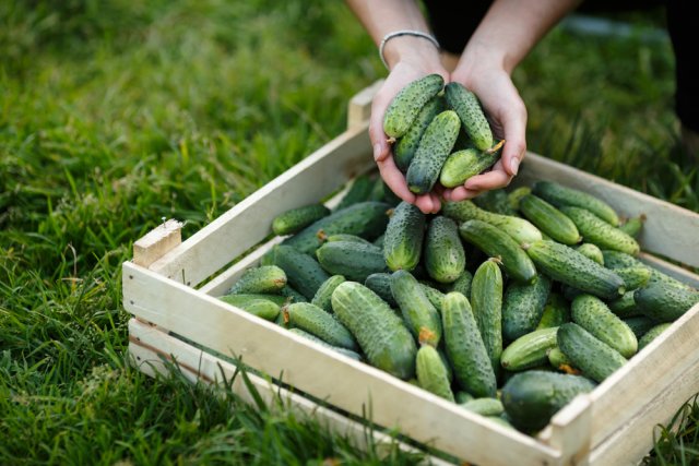 Огурцы в русской, немецкой и голландской "рубашке" – какие лучше? 