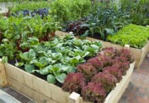 Плюсы и минусы высоких грядок