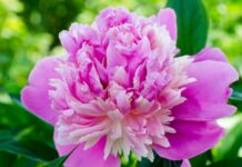 Простой способ размножить многолетники – советы агронома