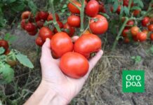 Самые неприхотливые сорта и гибриды томатов с фото и описанием