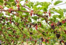 Шелковица в Подмосковье: как выбрать сорт и получить урожай