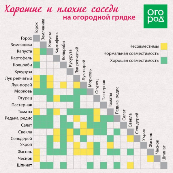 Уплотненные посадки в теплице: формируем удачное соседство овощей 