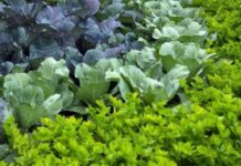 Уплотненные посадки в теплице: формируем удачное соседство овощей