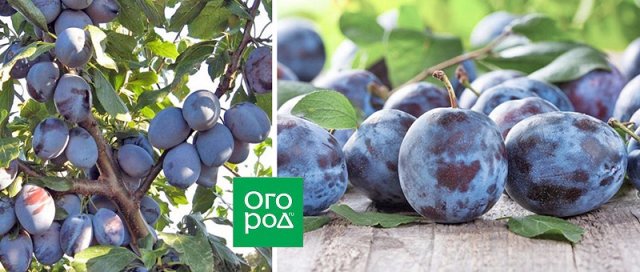 Уссурийская слива: сорта, особенности, агротехника 