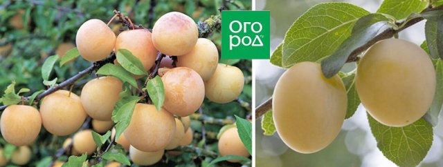 Уссурийская слива: сорта, особенности, агротехника 