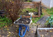 Выращиваем капусту без рассады: пять хитростей для легкого урожая