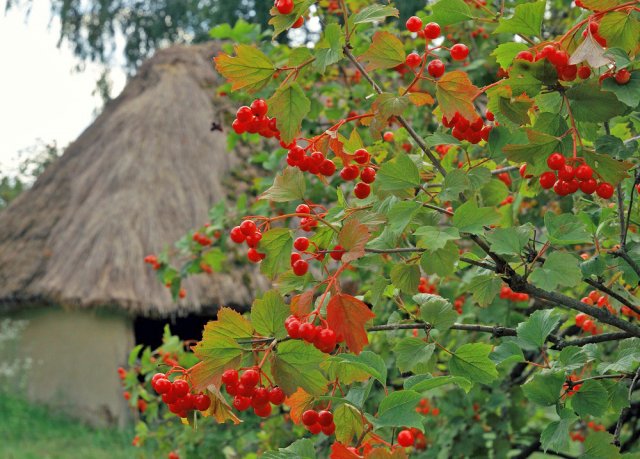 Зачем сажать калину на даче – вся польза кустарника 