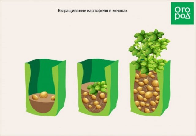 12 способов посадки картофеля: традиционные и новые 