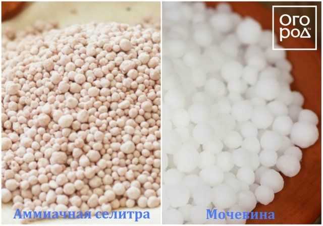 Аммиачная селитра – состав удобрения и применение его на даче 