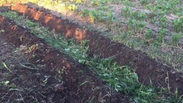 Грядки Розума: как сделать, что посадить и кому подойдут 