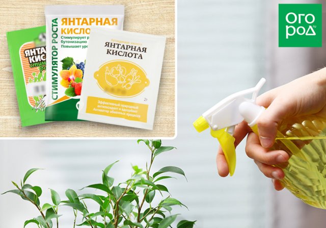 Янтарная кислота – польза для растений и инструкция по применению препарата 