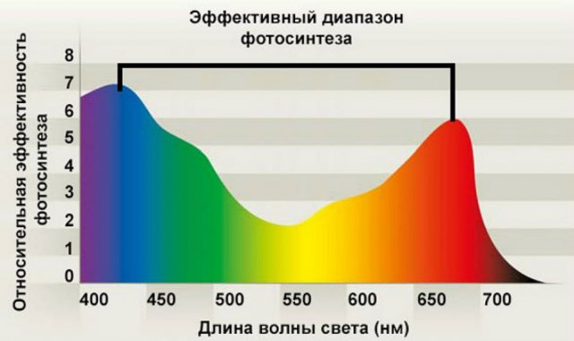 Как организовать освещение рассады и комнатных растений 