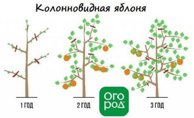 Как правильно обрезать яблоню и грушу весной (советы для начинающих) 