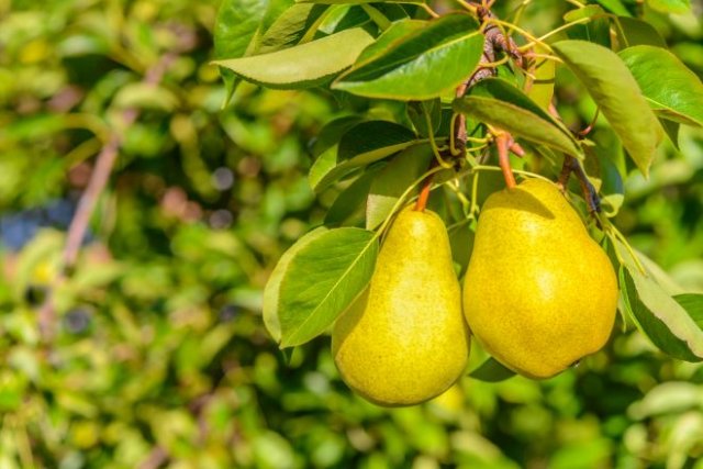 Какие кустарники и деревья дадут урожай максимально быстро (культуры и сорта) 
