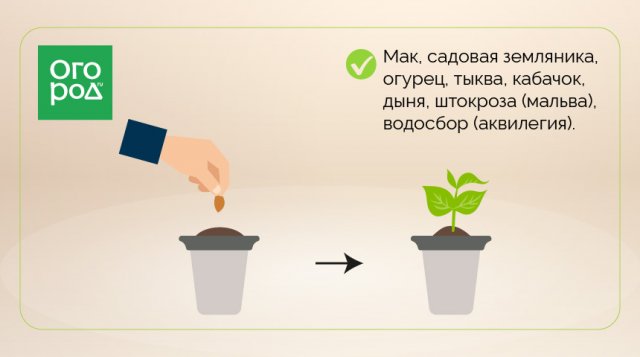 Какие растения надо пикировать, а какие – нет 