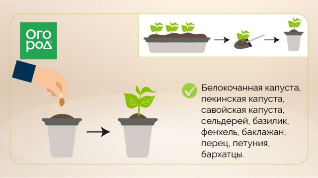 Какие растения надо пикировать, а какие – нет 