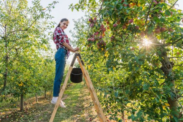 Какую стремянку купить для дачи: модели, цены и тонкости 