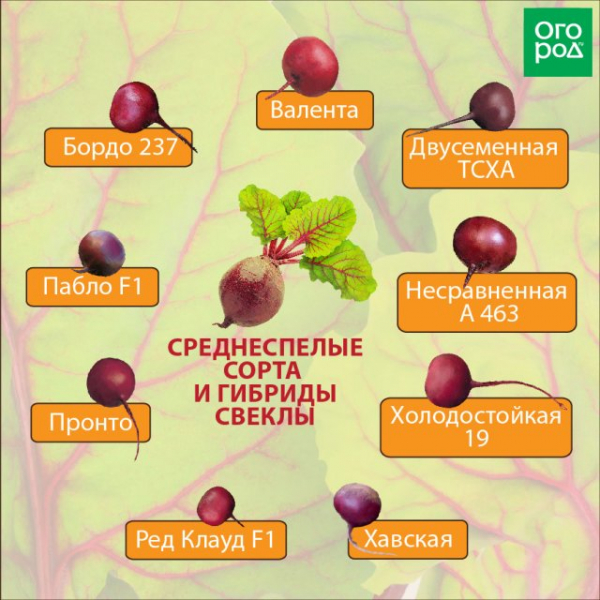 Лучшие сорта свеклы для средней полосы и Подмосковья (фото, описания) 