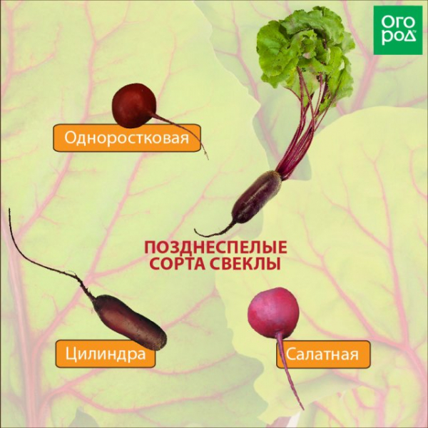 Лучшие сорта свеклы для средней полосы и Подмосковья (фото, описания) 
