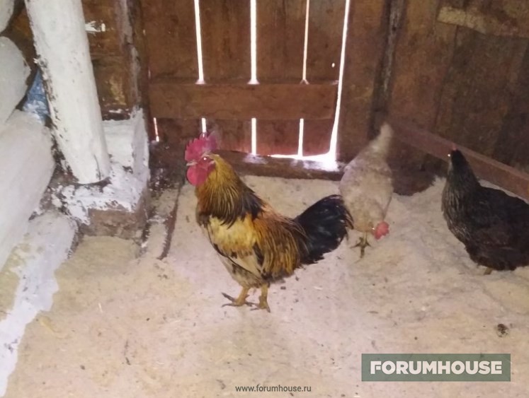 Побег в Карагай: деревенский дом вместо квартиры