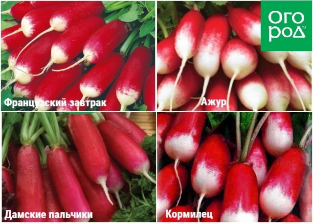 Редис на грядке или на окошке – сорта и условия для быстрого урожая 