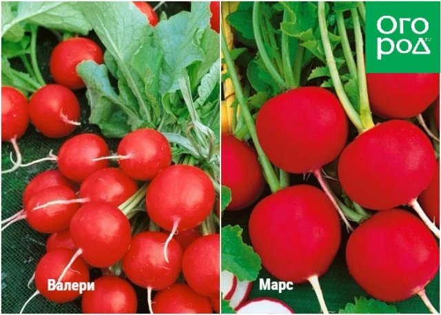 Редис на грядке или на окошке – сорта и условия для быстрого урожая 