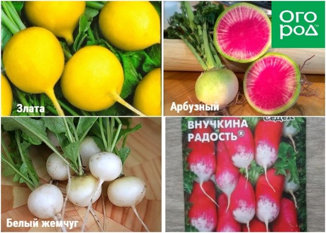 Редис на грядке или на окошке – сорта и условия для быстрого урожая 