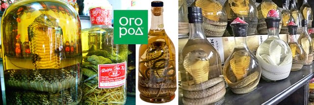 Самые необычные вина – удивляем гостей и удивляемся сами 