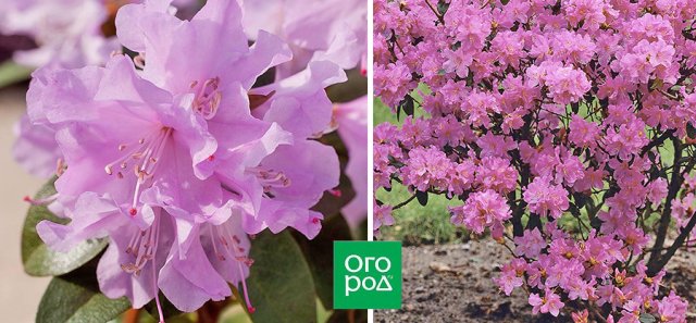 Самые ранние рододендроны: 8 восхитительных видов, 10 сортов и гибридов 