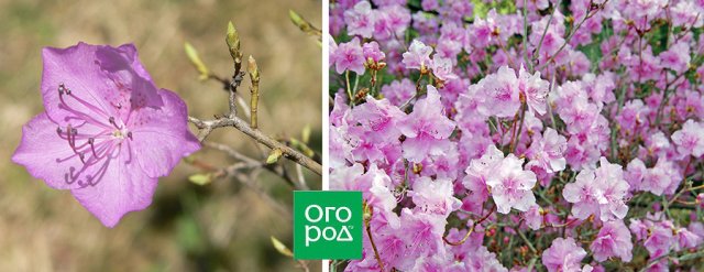 Самые ранние рододендроны: 8 восхитительных видов, 10 сортов и гибридов 