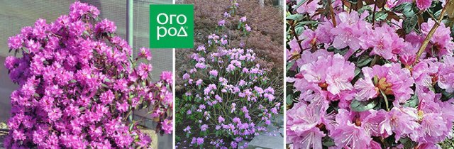 Самые ранние рододендроны: 8 восхитительных видов, 10 сортов и гибридов 
